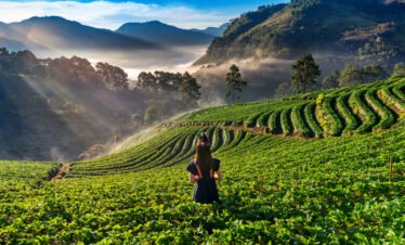 Wayanad Tour Package – 3 Nights / 4 Days (From Calicut)